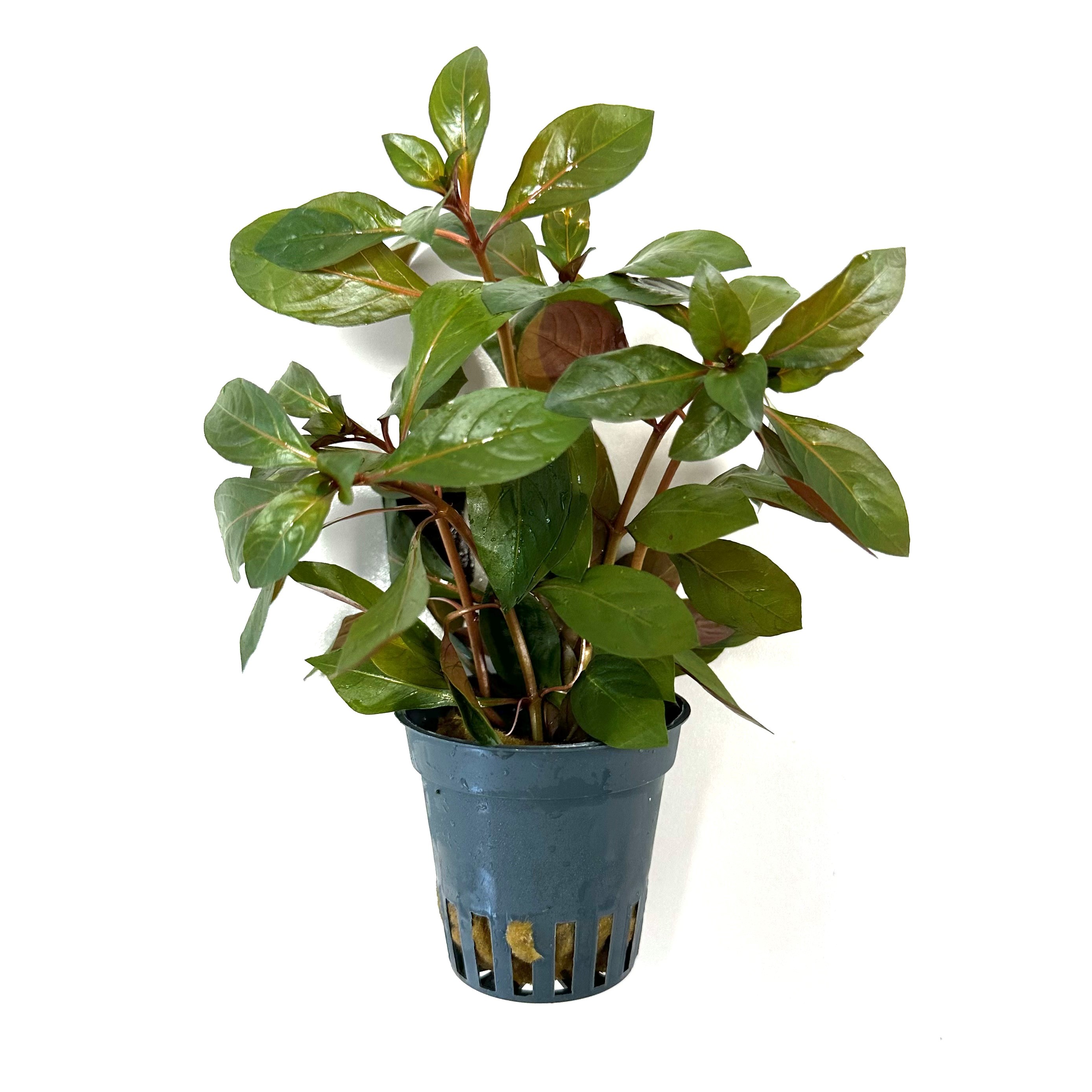 Ludwigia glandulos in pot
